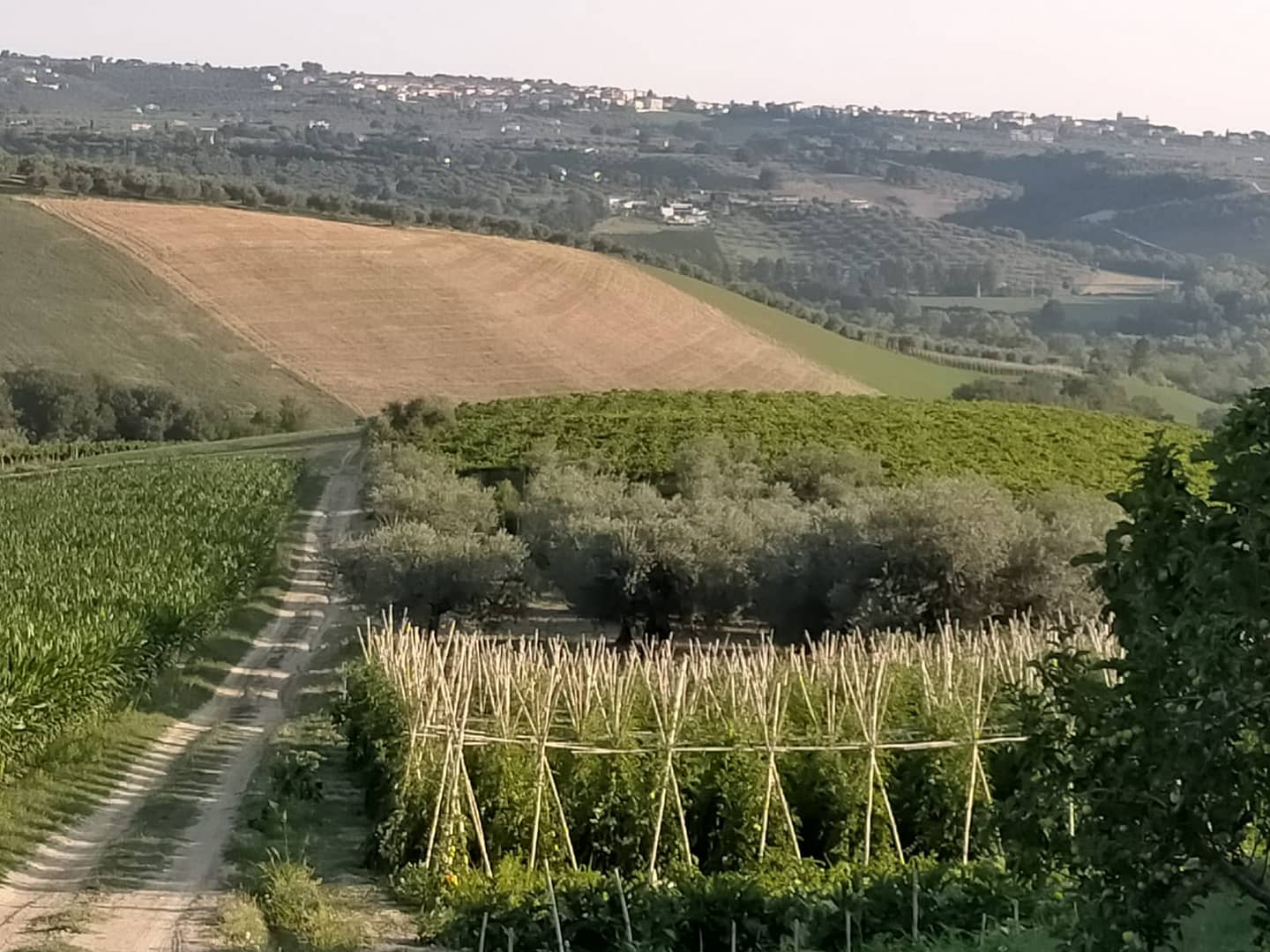 Rabasco