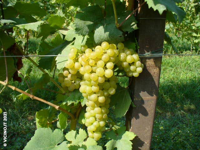 vitigno albana vino