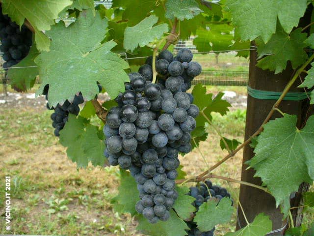 vitigno carmenere