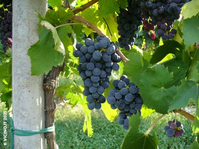 vitigno montepulciano