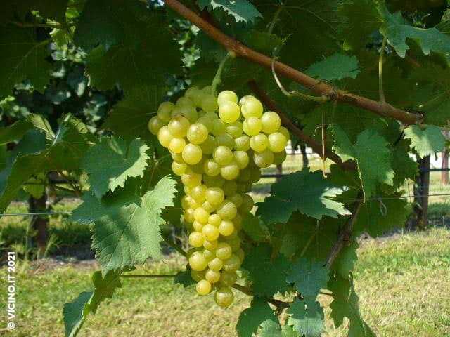 vitigno moscato bianco