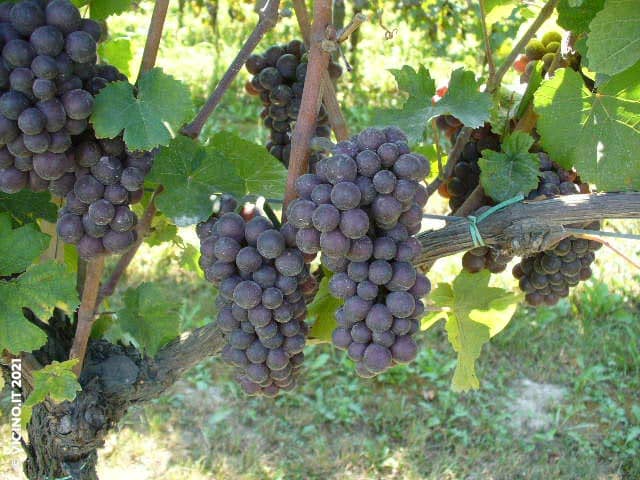 vitigno pinot grigio