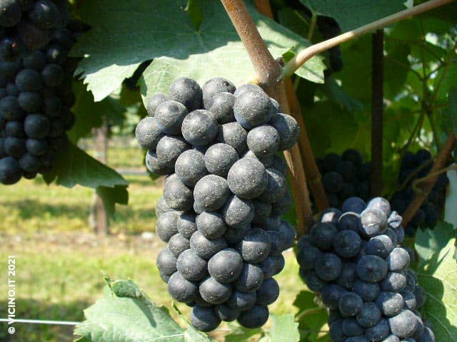 vitigno pinot nero