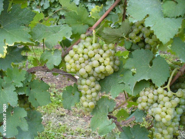 vitigno trebbiano romagnolo