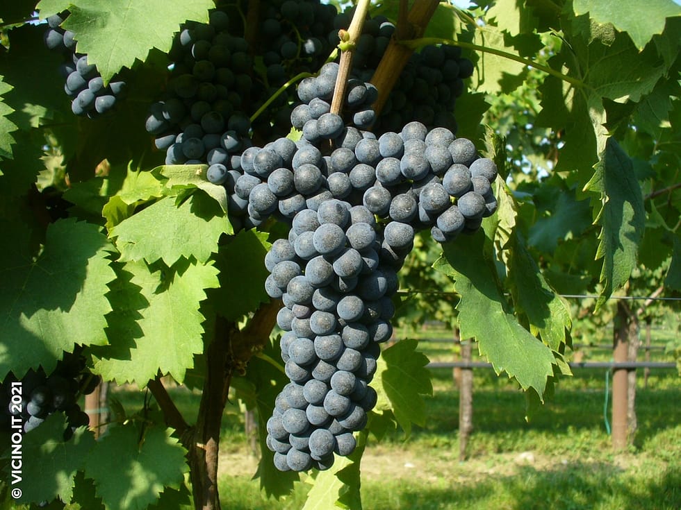 vitigno sagrantino