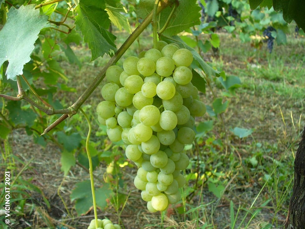 vitigno bianconella