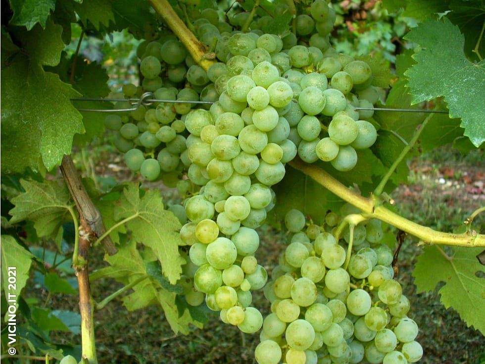 vitigno bombino bianco vino