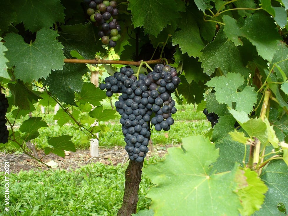vitigno bonarda
