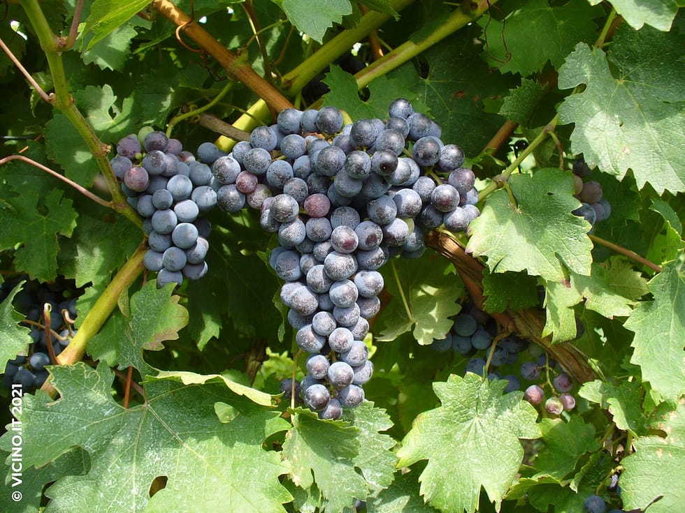 vitigno cabernet franc