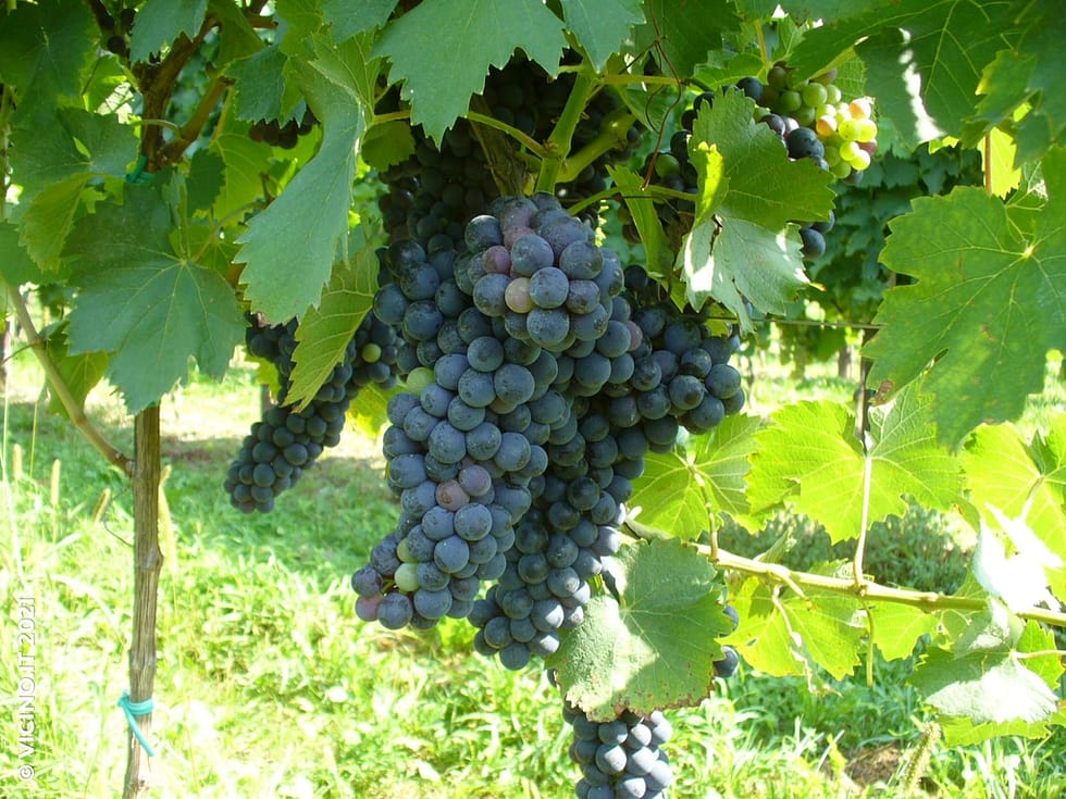 vitigno cesanese d'affile