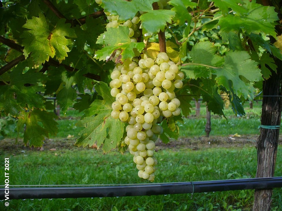 vitigno grechetto