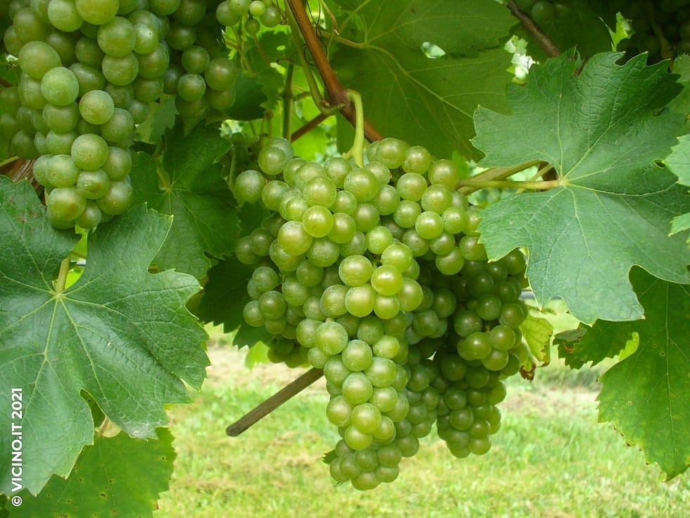 vitigno greco bianco
