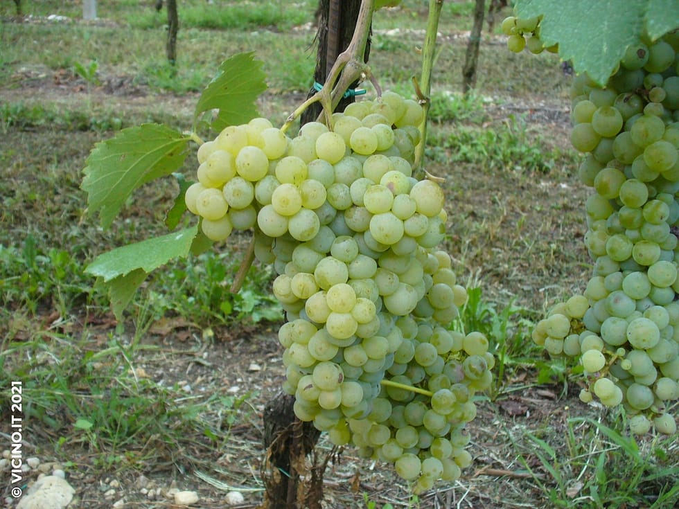 vitigno ortugo