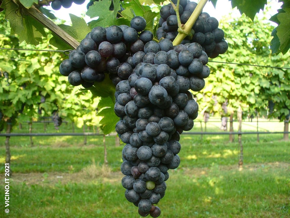 vitigno primitivo