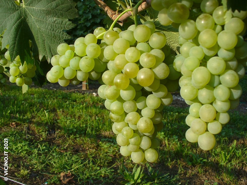 vitigno vermentino bianco