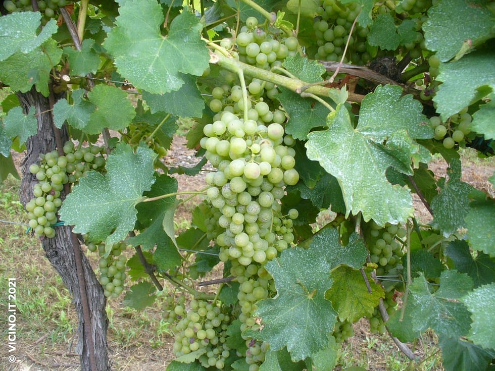 vitigno vernaccia di oristano