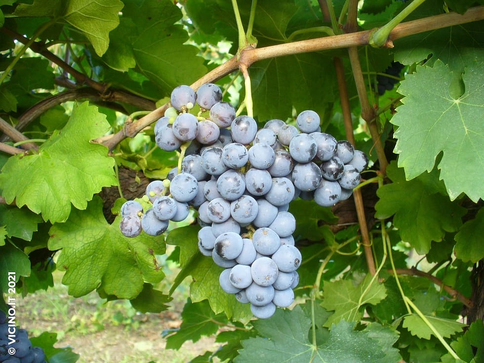vitigno vernaccia nera