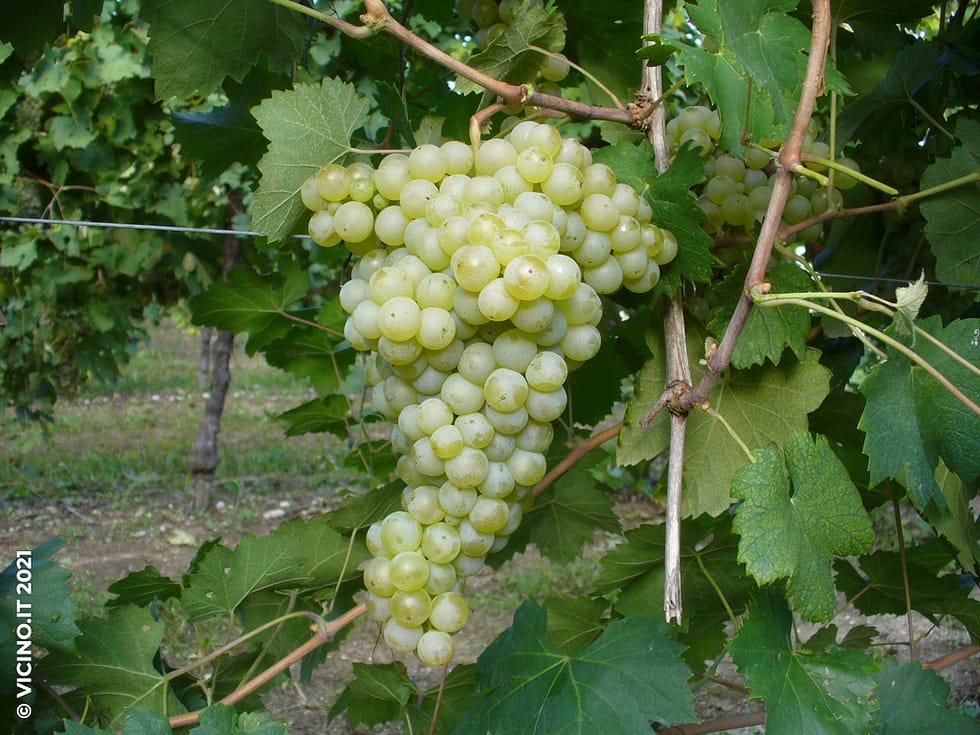 vitigno vitouska
