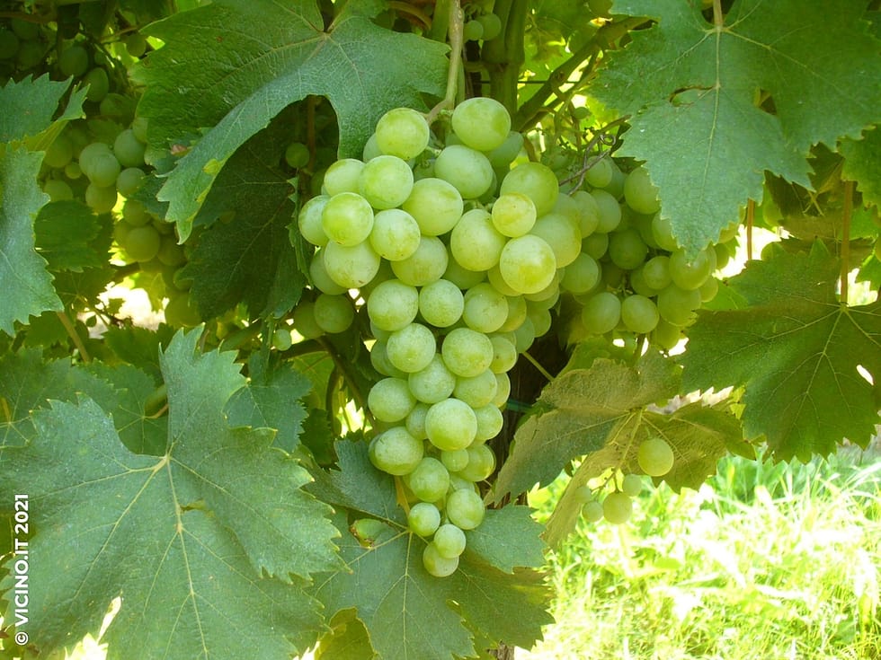 vitigno zibibbo