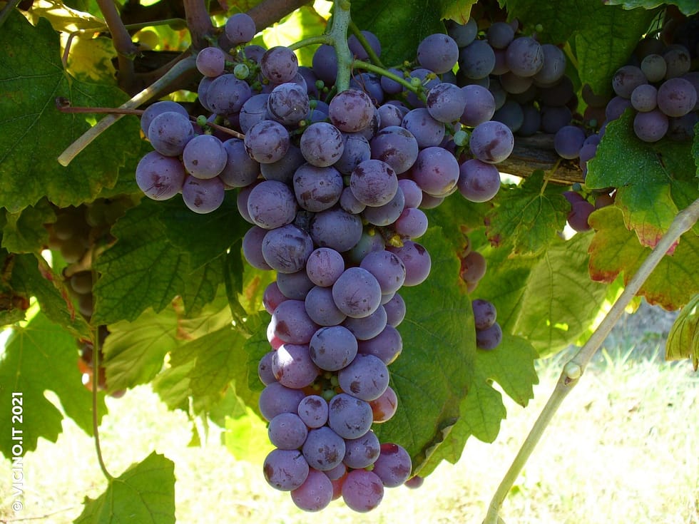 vitigno molinara