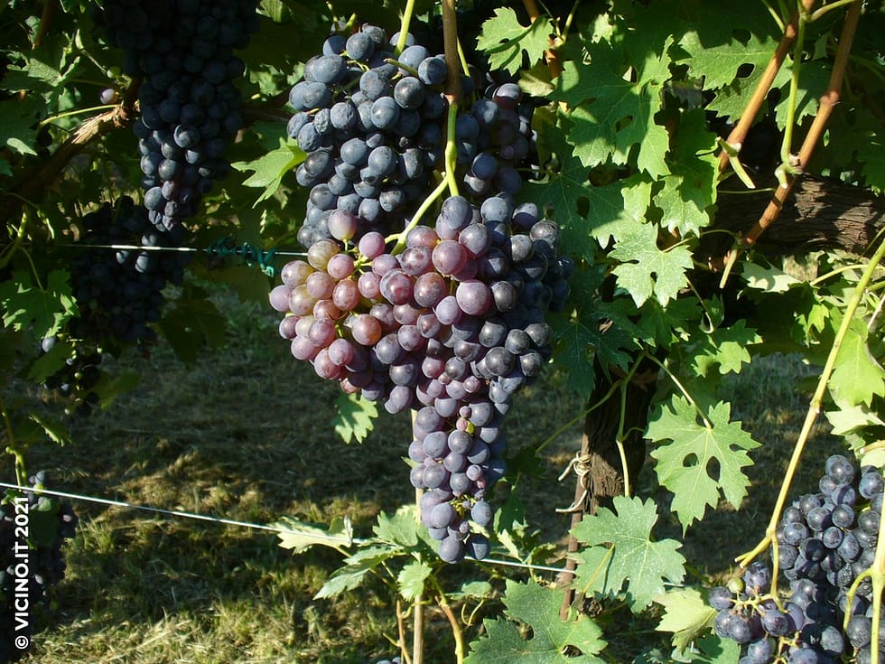 vitigno vespolina