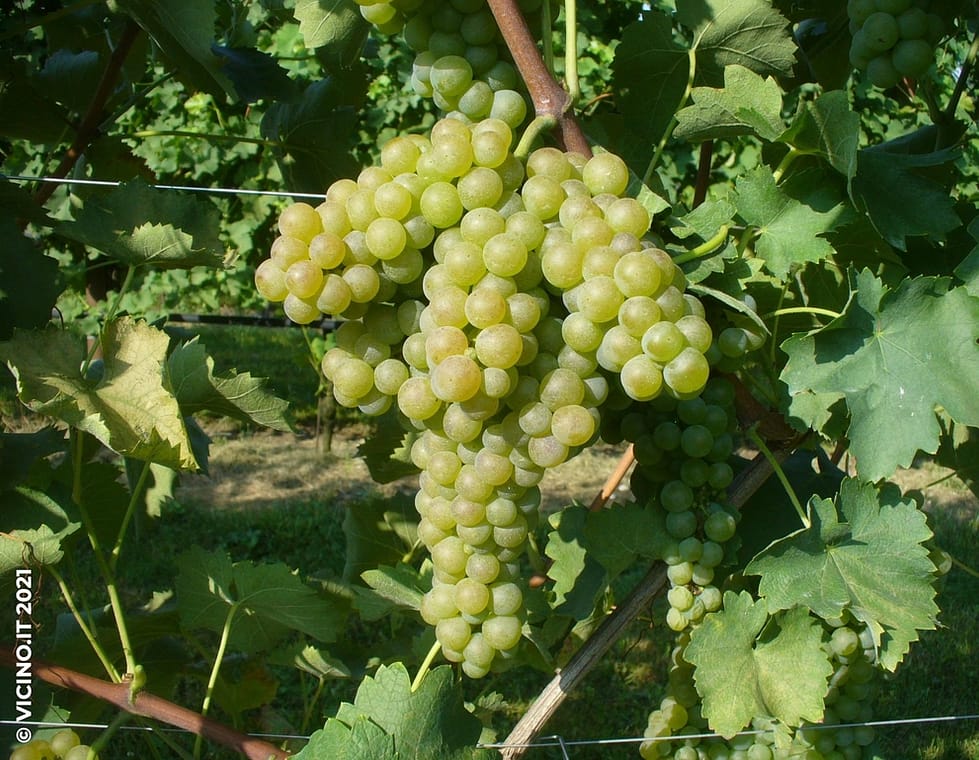 vitigno verdicchio bianco