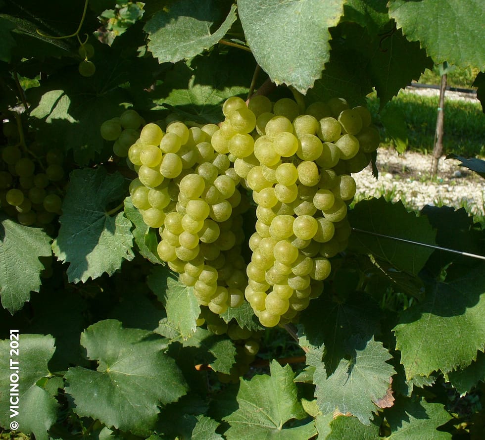 vitigno chardonnay
