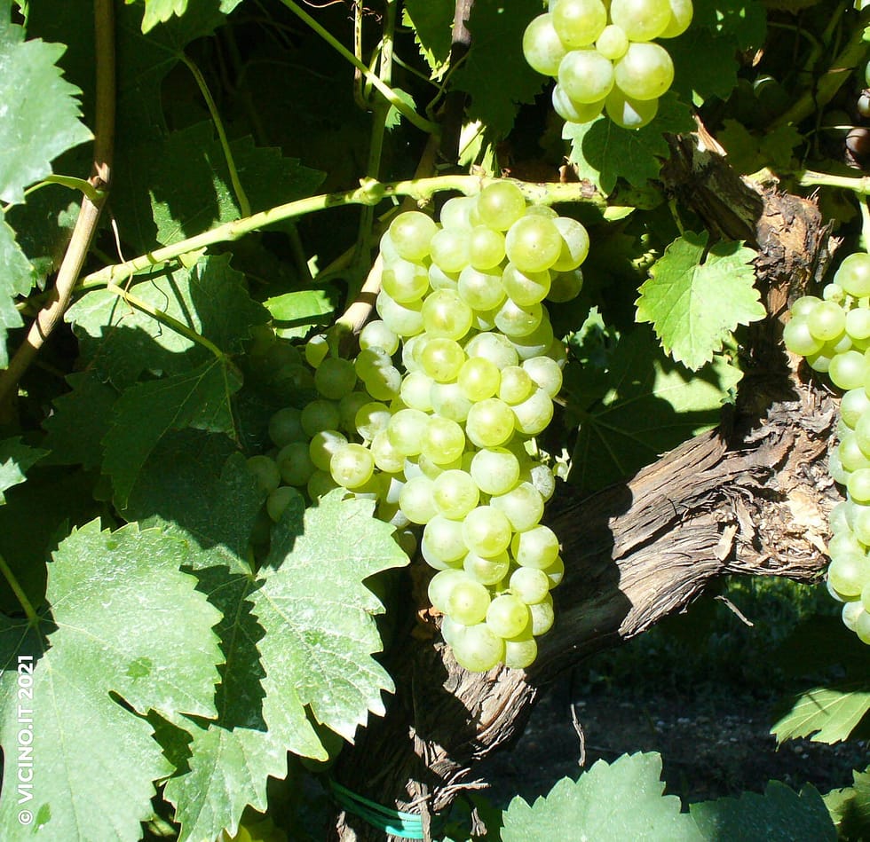 vitigno nosiola